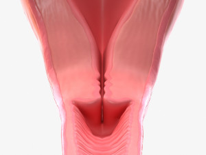 Female Reproductive System 3Dモデル