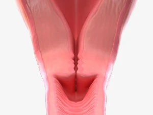 Female Reproductive System 3D Model
