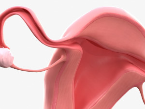 Female Reproductive System 3Dモデル
