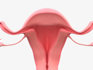 Female Reproductive System 3Dモデル