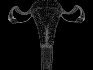 Female Reproductive System 3Dモデル