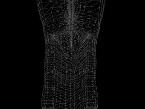 Female Reproductive System 3Dモデル
