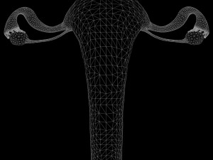 Female Reproductive System 3Dモデル