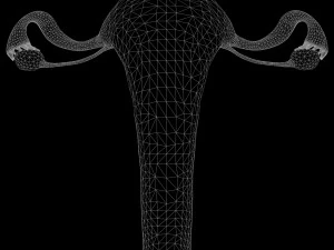 Female Reproductive System 3D Model