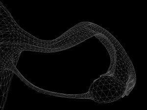 Female Reproductive System 3Dモデル