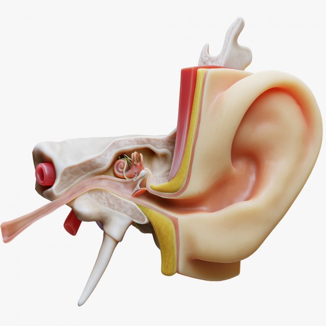 Ear Anatomy Structure Open 3D Model .c4d .max .obj .3ds .fbx .lwo .lw .lws