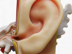 Ear Anatomy Structure Open Modello 3D