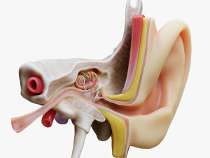 Ear Anatomy Structure Open Modello 3D