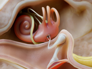 Ear Anatomy Structure Open Modello 3D