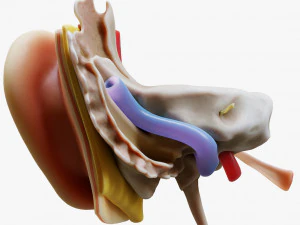 Ear Anatomy Structure Open 3D Model