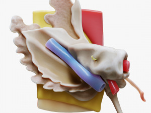 Ear Anatomy Structure Open Modello 3D
