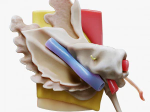 Ear Anatomy Structure Open 3D Model