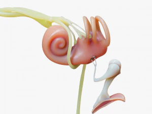 Ear Anatomy Structure Open 3D Model