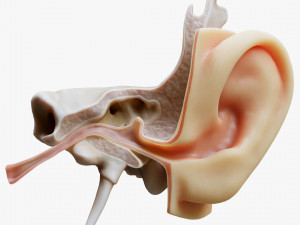 Ear Anatomy Structure Open Modello 3D