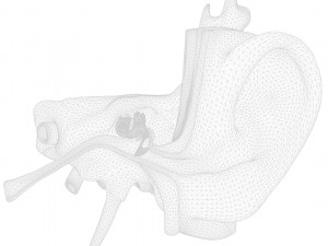 Ear Anatomy Structure Open Modello 3D