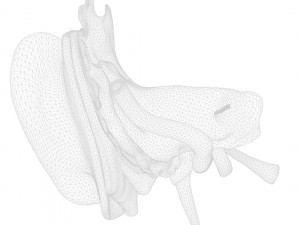 Ear Anatomy Structure Open Modello 3D