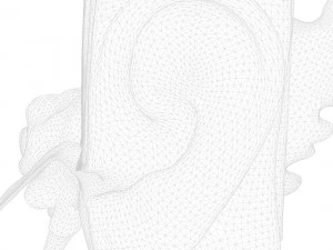 Ear Anatomy Structure Open 3D Model