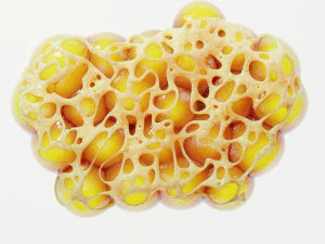 Fat Cell Anatomy 3D Model