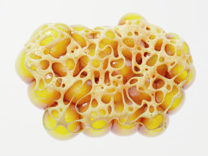 Fat Cell Anatomy Modelo 3D
