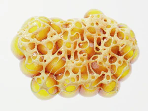 Fat Cell Anatomy 3D Model
