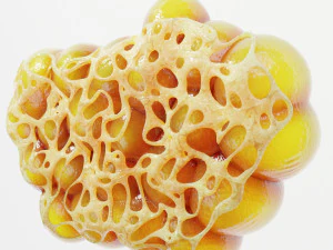 Fat Cell Anatomy 3D Model