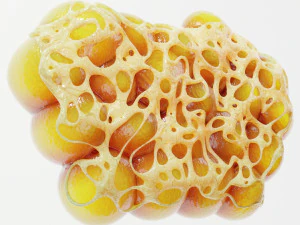Fat Cell Anatomy 3D Model