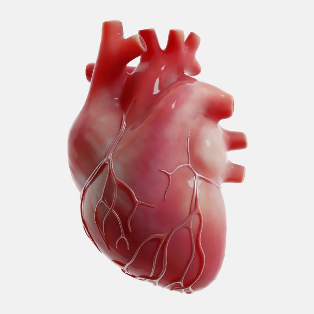 Human Heart Anatomy 3D Model .c4d .max .obj .3ds .fbx .lwo .lw .lws