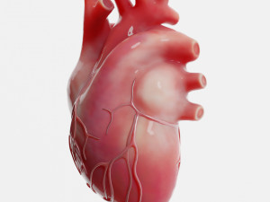 Human Heart Anatomy 3D-Modell