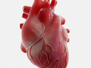Human Heart Anatomy 3D-Modell