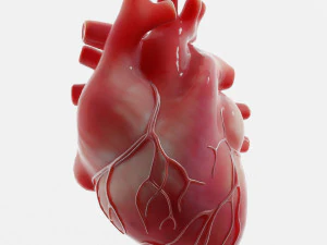 Human Heart Anatomy 3D Model