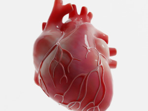 Human Heart Anatomy 3D-Modell