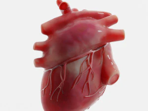 Human Heart Anatomy 3D Model