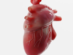 Human Heart Anatomy 3D-Modell