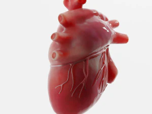 Human Heart Anatomy 3D Model