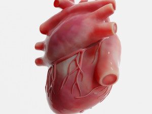 Human Heart Anatomy 3D-Modell