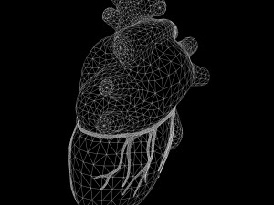Human Heart Anatomy 3D-Modell