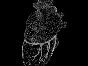 Human Heart Anatomy 3D Model