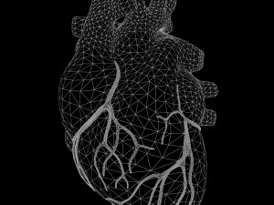 Human Heart Anatomy 3D-Modell