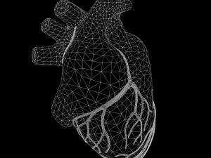 Human Heart Anatomy 3D-Modell