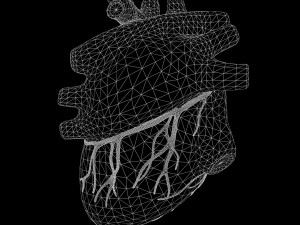 Human Heart Anatomy 3D-Modell