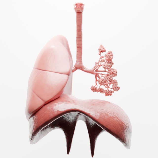 Human Respiratory System Lungs 3D Model .c4d .max .obj .3ds .fbx .lwo .lw .lws