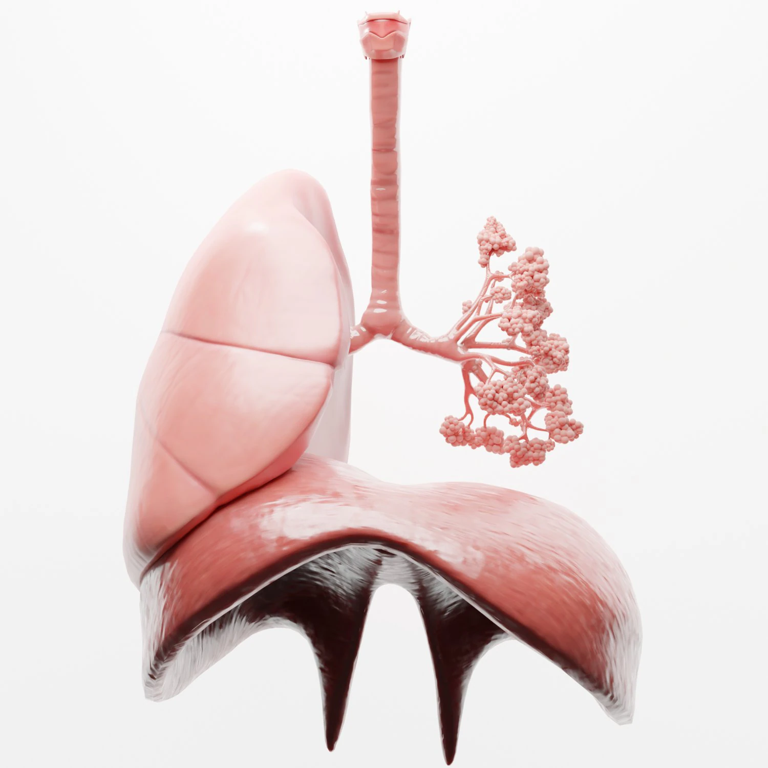 Human Respiratory System Lungs 3D Model .c4d .max .obj .3ds .fbx .stl .blend
