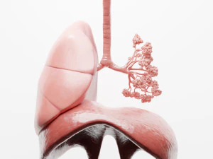 Pulm&otilde;es do sistema respirat&oacute;rio humano Modelo 3D