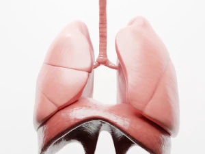 Human Respiratory System Lungs 3D Model