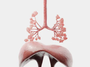 Human Respiratory System Lungs 3D Model