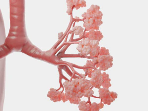 Human Respiratory System Lungs 3D Model