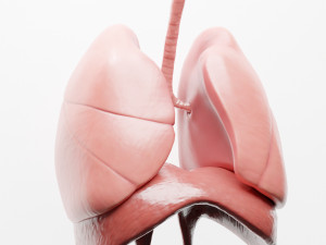 Human Respiratory System Lungs 3D मॉडल
