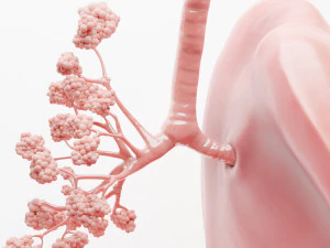 Human Respiratory System Lungs 3D Model