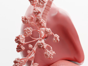 Human Respiratory System Lungs 3D मॉडल