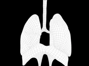 Human Respiratory System Lungs 3D Model